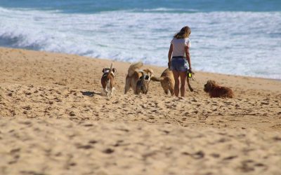 Femme et quatre chiens sur une plage sablonneuse près de l'océan