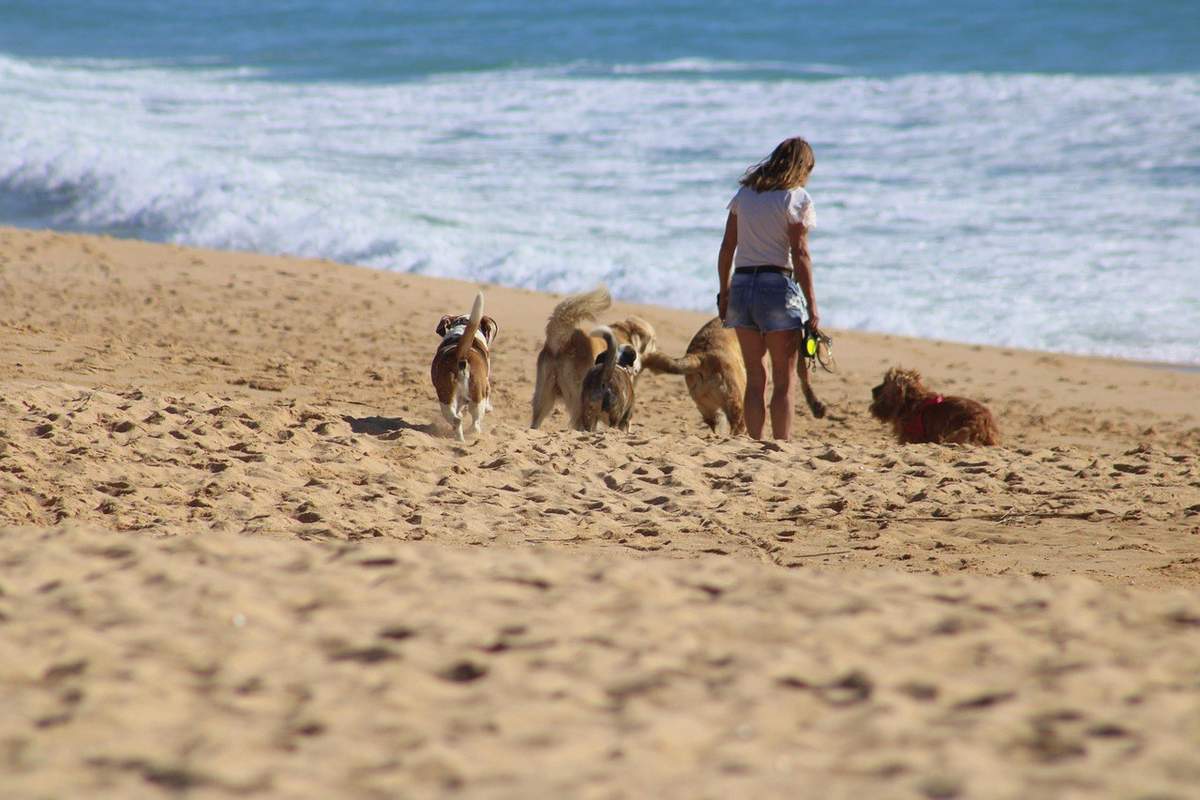 Femme et quatre chiens sur une plage sablonneuse près de l'océan