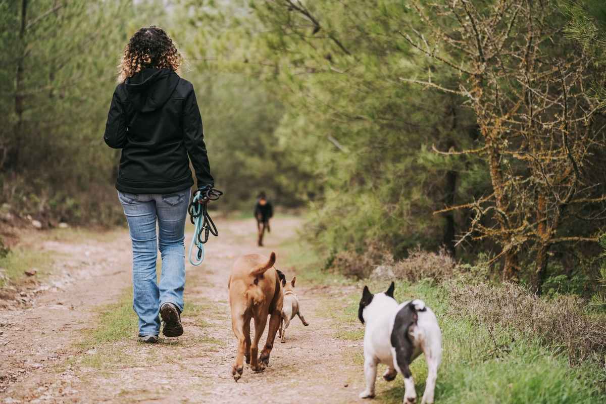 Femme marche avec trois chiens sur un chemin forestier